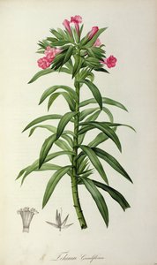 Echium Grandiflorum, uit 